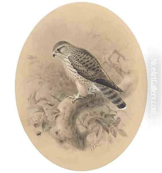 A merlin on a branch Oil Painting by Johan Gerard Keulemans