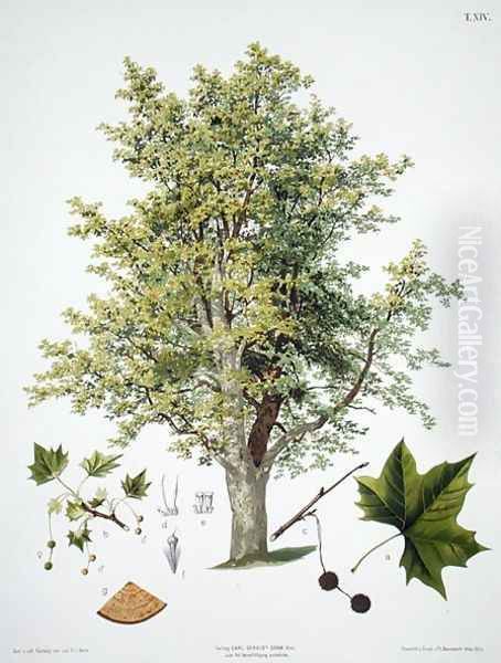 London Plane Oil Painting by Johann Kautsky