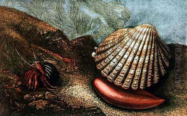 Cardum Rusticum and Pagurus Bernhardi in a Periwinkle Shell Oil Painting by Charles Kingsley