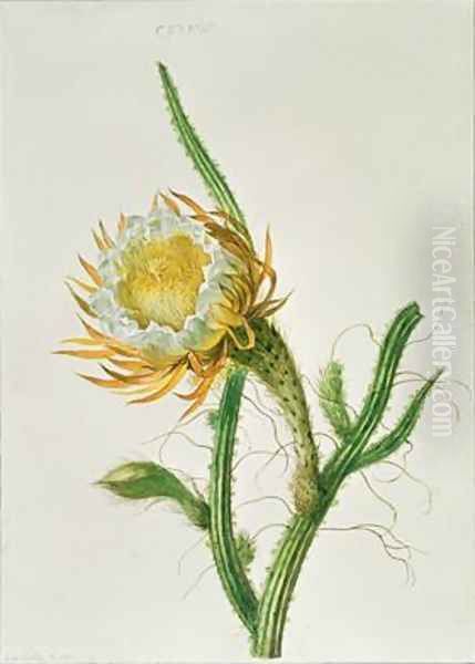 Night flower cactus Selenicereus grandiflorus native to Jamaica Oil Painting by Henriette Gertruide Knip