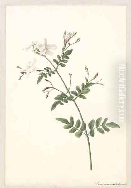 A sprig of jasmine Oil Painting by Joseph Knapp