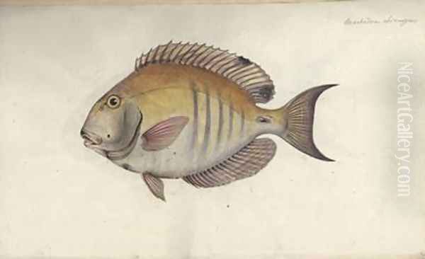 Chaetodon chirurgus Oil Painting by Friedrich August Kruger