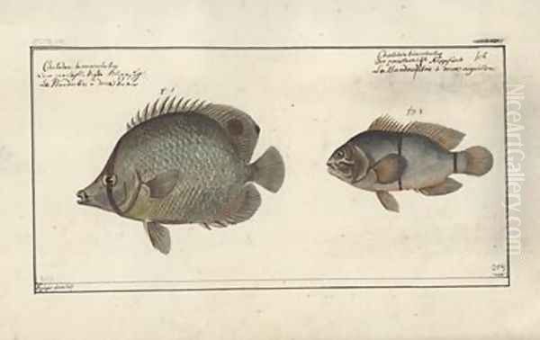 Chaetodon ocellatus Oil Painting by Friedrich August Kruger