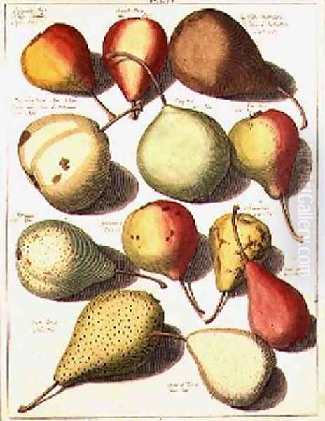 Pears Oil Painting by Knoop, Johannes Hendrik