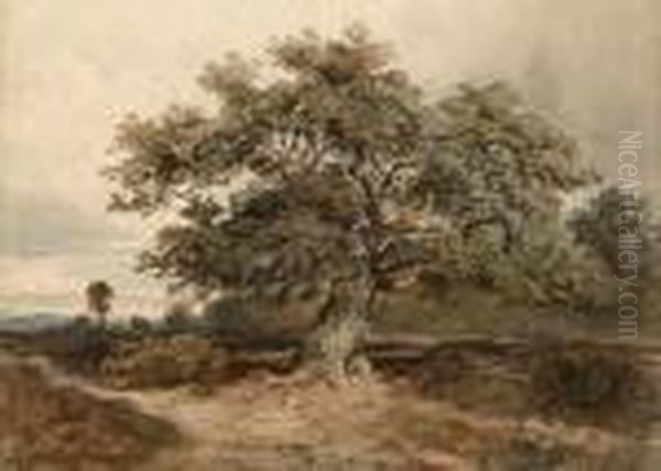 Old Tree With Distant Landscape Oil Painting by David Cox