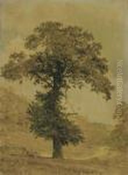 Study Of A Tree Oil Painting by Jasper Francis Cropsey