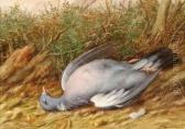 Study Of Dead Pigeon In Natural Habitat Oil Painting by William Cruickshank