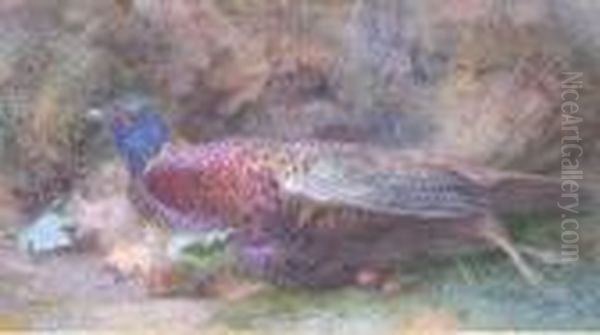 The Cock Pheasant Oil Painting by William Cruickshank