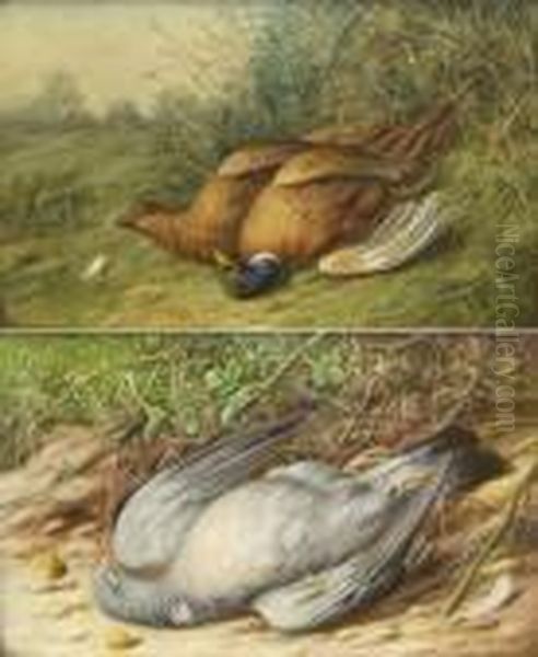 Still Life Studies Of Dead Pheasants And Pigeon Oil Painting by William Cruickshank