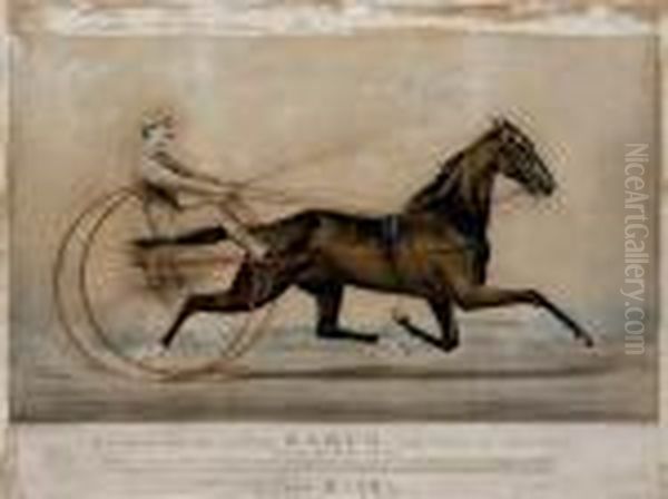 R.b. Conkling's Bay Gelding 
Rarus. The 