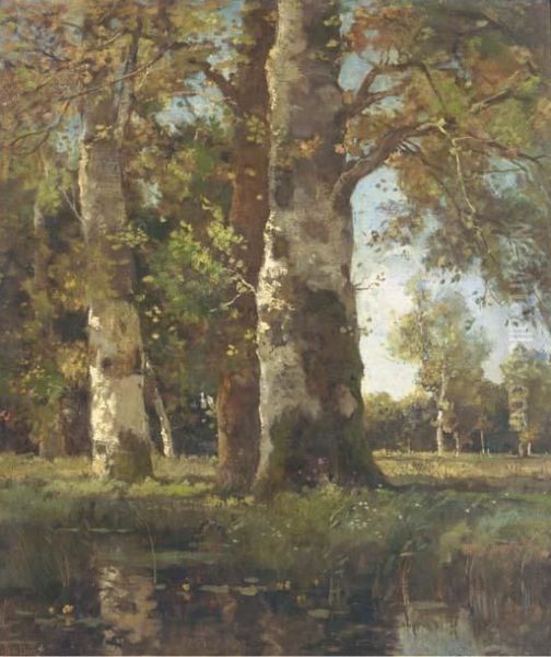 Beuken Stammen: Sunlit Beeches By A Pond Oil Painting by Theophile Emile Achille De Bock