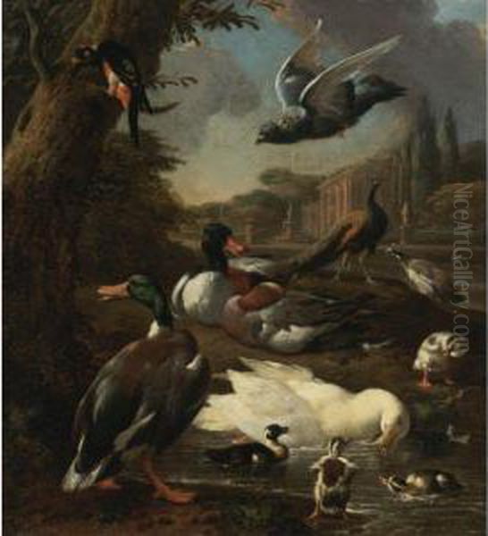 A Peacock, Pigeon, Ducks And Other Birds In A Garden Setting Oil Painting by Melchior de Hondecoeter