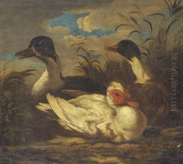 Trois Canards Oil Painting by Melchior de Hondecoeter