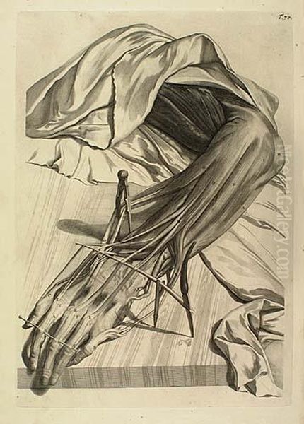 Two Engravings With Etching.
Dissection Of An Arm Muscle Oil Painting by Gerard de Lairesse