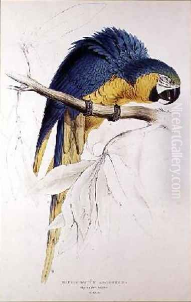 Blue and yellow Macaw Oil Painting by Edward Lear