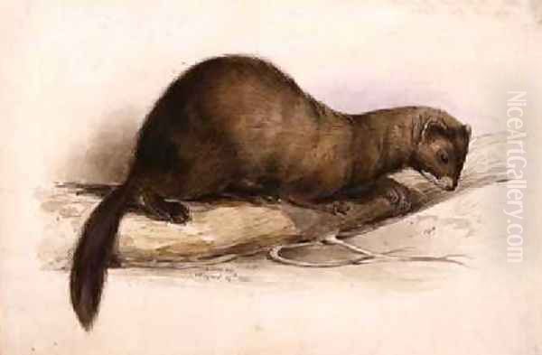 A Weasel Oil Painting by Edward Lear