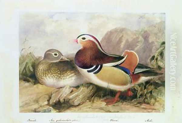 Aix galericulata Oil Painting by Edward Lear