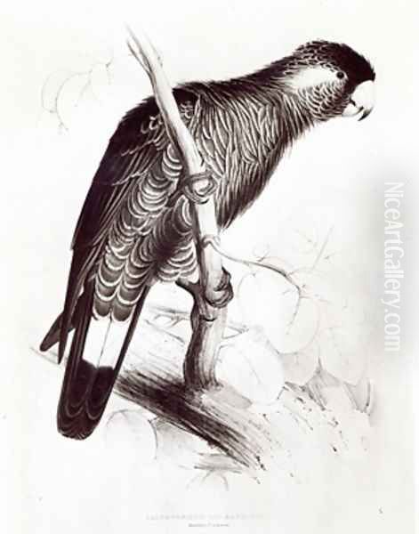 Calyptorhynchus Baudinii or Baudins Cockatoo Oil Painting by Edward Lear