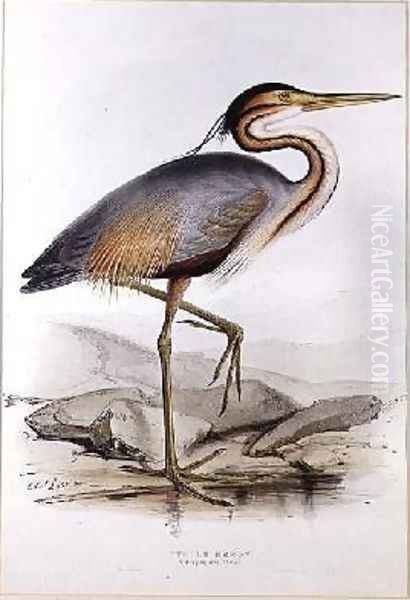 Purple Heron Oil Painting by Edward Lear