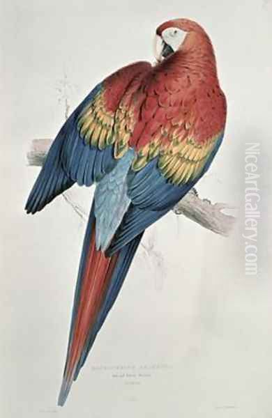 Red and Yellow Macaw Oil Painting by Edward Lear