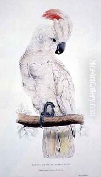 Salmon-Crested Cockatoo Oil Painting by Edward Lear