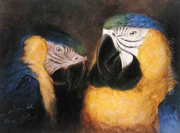 Study of Heads of Ara Ararauna Oil Painting by Edward Lear