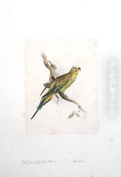 Euphema undulata Oil Painting by Edward Lear