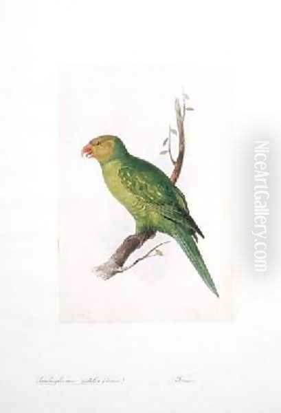 Trichoglossus euteles Femm Oil Painting by Edward Lear