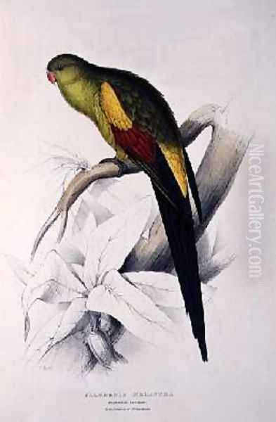 Black-Tailed Parakeet Oil Painting by Edward Lear