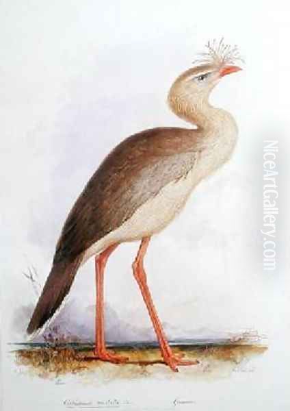 Cariama cristata Oil Painting by Edward Lear