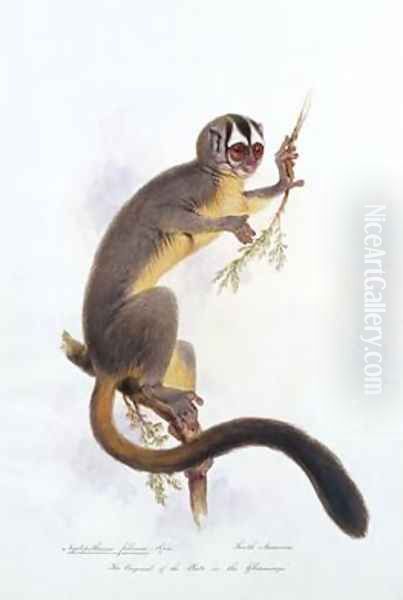 Nyctipithecus felinus Spix Oil Painting by Edward Lear