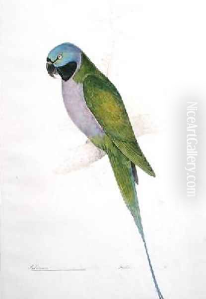 Paloeornis Derbianus Oil Painting by Edward Lear