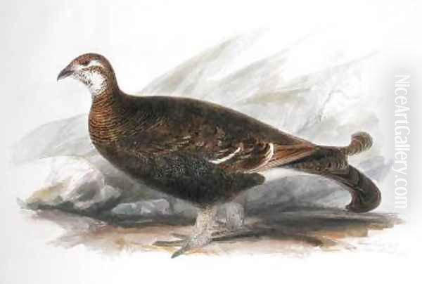 Intermedius Ptarmigan in Oil Painting by Edward Lear