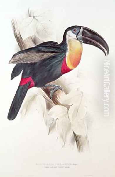 Sulphur and white breasted Toucan Oil Painting by Edward Lear