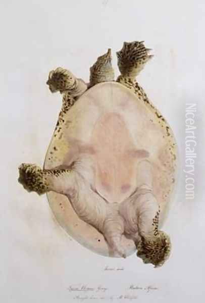 Underside of an African Softshell Turtle Oil Painting by Edward Lear