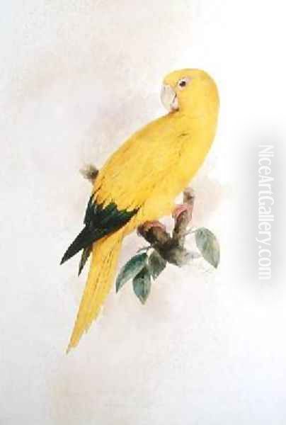 Conurus luteus Oil Painting by Edward Lear