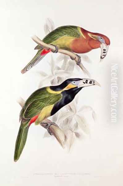 Spotted Bill Aracari Oil Painting by Edward Lear