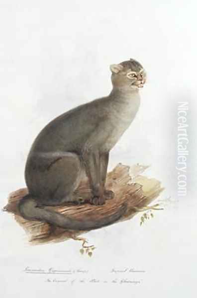 Leopardus yagouarondi Lacep Oil Painting by Edward Lear