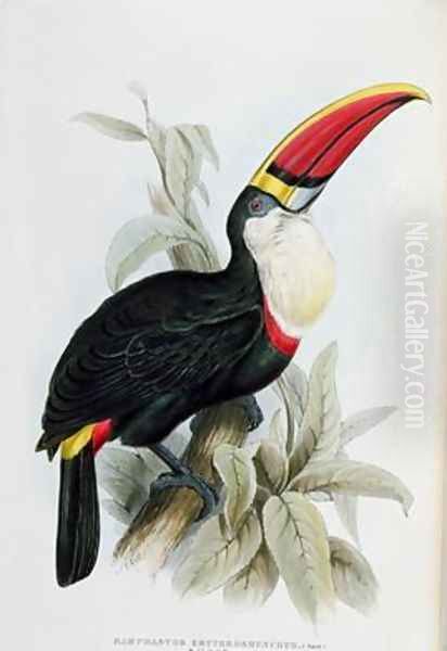 Red-Billed Toucan Oil Painting by Edward Lear