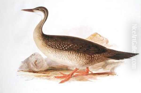 Helioruis senegalensis Oil Painting by Edward Lear