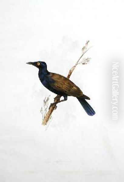 Lamprotornis Oil Painting by Edward Lear