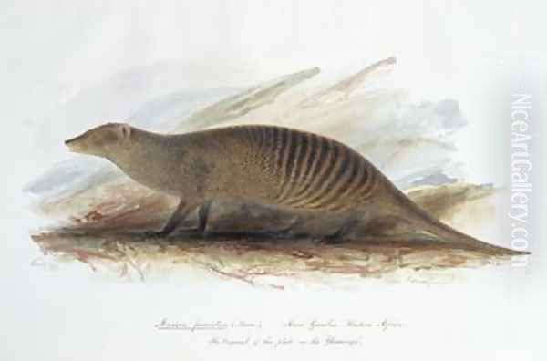 Mungos fasciatus Oil Painting by Edward Lear