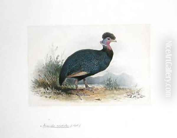 Numida cristata Oil Painting by Edward Lear