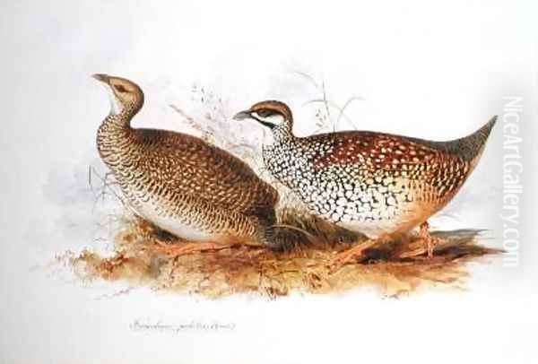 Francolinus perlatus Oil Painting by Edward Lear