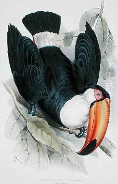 Toco Toucan Oil Painting by Edward Lear