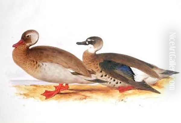 Two Ducks Oil Painting by Edward Lear