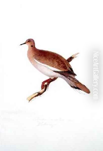 Columba leucoptera mas Oil Painting by Edward Lear