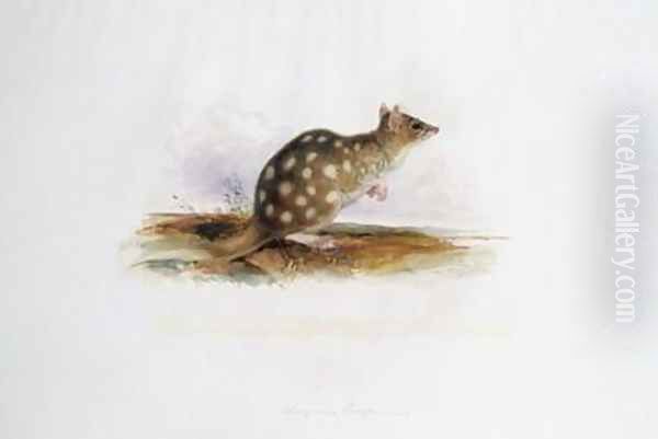 Dasyurus maugei mas Oil Painting by Edward Lear