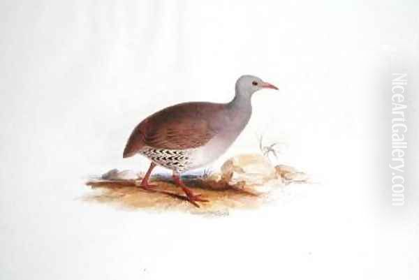 Grey Grouse Oil Painting by Edward Lear