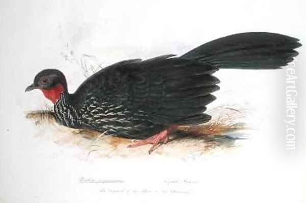 Penelope purpurascens Oil Painting by Edward Lear